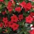 Mandevilla Sundaville ® Classic Red, stickling 2-pack