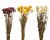 Bukett Torkad Helichrysum 50cm