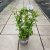 Plumbago auriculata Blyblomma