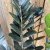Zamioculcas zamiifolia Raven