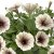 Petunia x hybrida Tea ™ Tiramisu