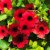 Thunbergia alata SunnySusy ® Cherry