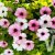 Thunbergia alata SunnySusy ® Pink Beauty