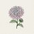 Aster, Sommar-, King Size Appleblossom