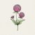 Klotamarant Rose
