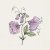 Luktärt Elegance Lavender