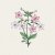 Blomstertobak, Marshmallow