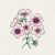 Flox, Sommar-, Cherry Caramel