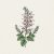 Salvia, Scharlakans-, Summer Jewel Pink