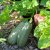 Squash, Emperol F1