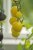 Tomat White Cherry