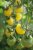 Tomat White Cherry