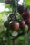 Körsbärstomat Black Cherry, Ekologisk