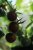 Körsbärstomat Black Cherry, Ekologisk