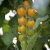 Plommontomat Krebs Mandarina F1