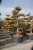Avenbok Bonsai