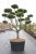 Bergtall Bonsai