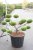 Svarttall Bonsai