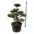 Svarttall Bonsai