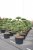 Svarttall Bonsai