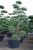 Svarttall Bonsai