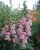 Lejongap, Opus Pink F1
