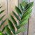 Zamioculcas zamiifolia Raven