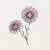 Eternell, Jätte-, Silvery Rose