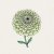 Zinnia, Benary´s Giant Lime
