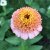 Zinnia, Zinderella Peach