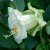 Klockranka Alba