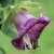 Klockranka Violet