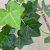 Hedera hibernica Hestor