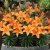 Asiatisk Lilja Abbeville´s Pride 3st