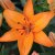 Asiatisk Lilja Abbeville´s Pride 3st