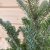 Abies koreana Molli, Koreagran