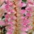 Acanthus hybr. Tasmanian Angel ®, Akantus, P9cm