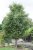 Acer griseum, Kopparlönn, utr 150-175 C7,5