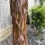 Acer griseum