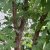 Acer griseum