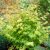 Acer palmatum Orange Dream, Japansk Lönn