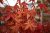 Acer palmatum Orange Dream, Japansk Lönn, 80 stam C7,5