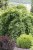 Acer palmatum Ryusen ®