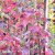 Acer platanoides Crimson Sentry, Röd Klotlönn, 120 stam C7,5