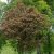 Acer platanoides Crimson Sentry, Röd Klotlönn, 120 stam C7,5
