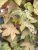Acer pseudoplatanus f. variegatum Esk Sunset