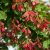 Acer tataricum Hot Wings ® (Garann), Rysk Lönn, utr 200-250 C15