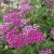 Achillea millefolium New Vintage Violet