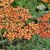 Achillea millefolium Safran, Röllika