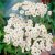 Achillea ptarmica var. multiplex The Pearl, Vitpytt, P9cm